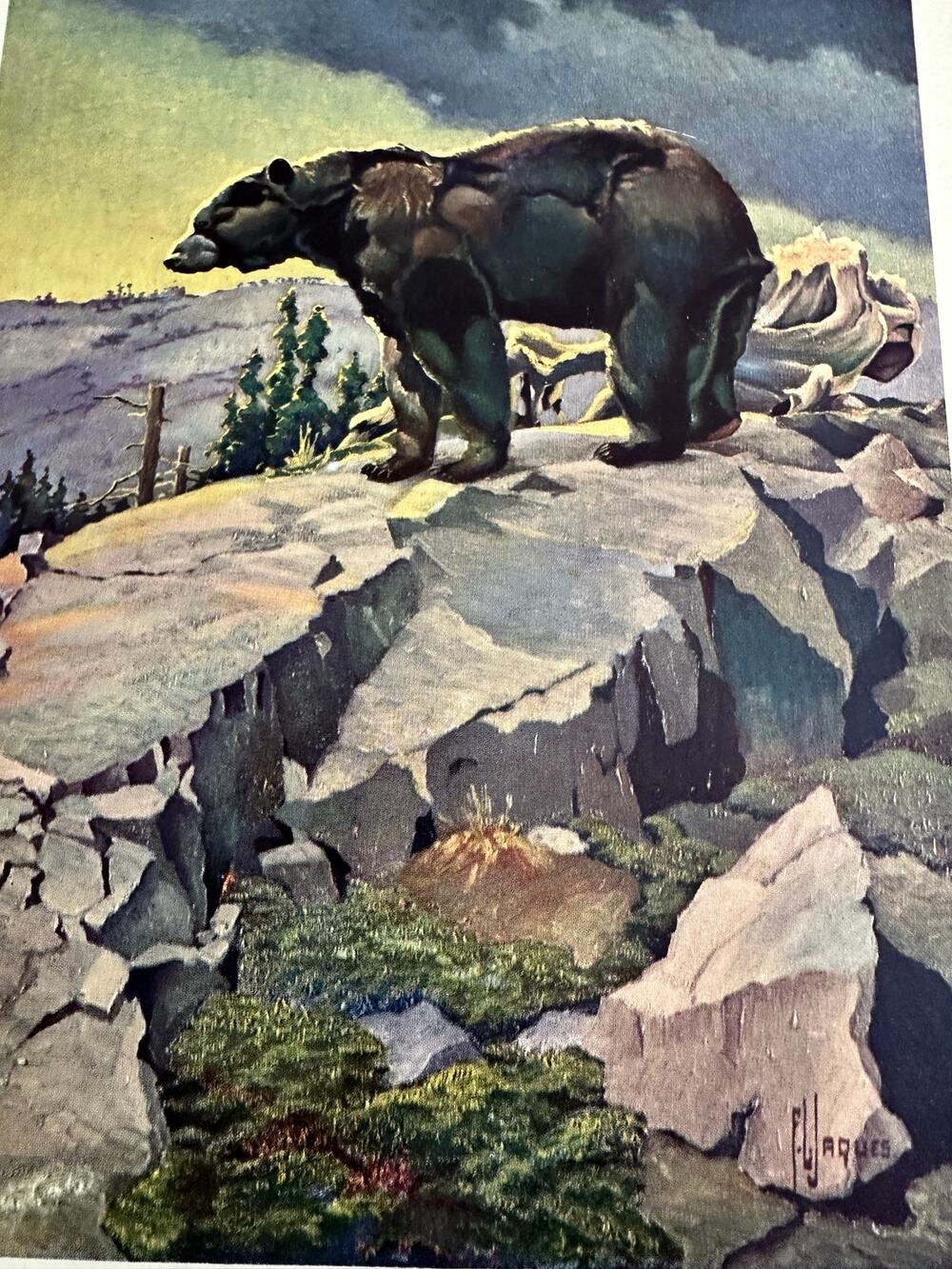 The Black Bear by Francis Lee Jaques Wildlife Bookplate Art Print ~260509-WH 173